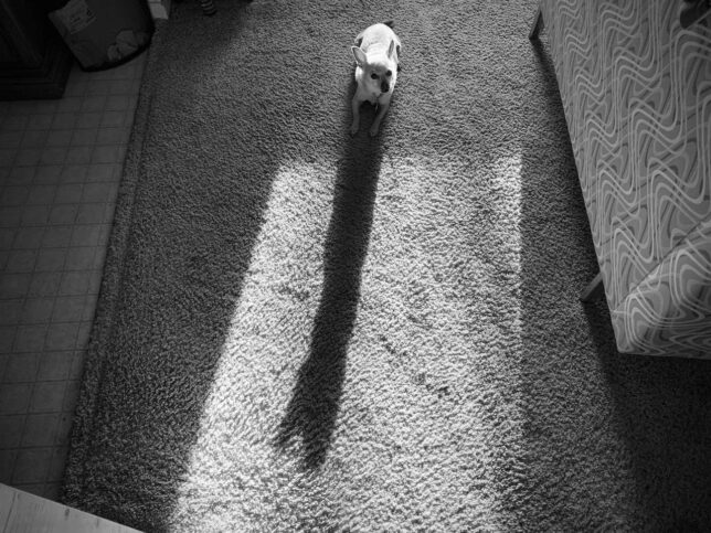 The small dog casts a long shadow.