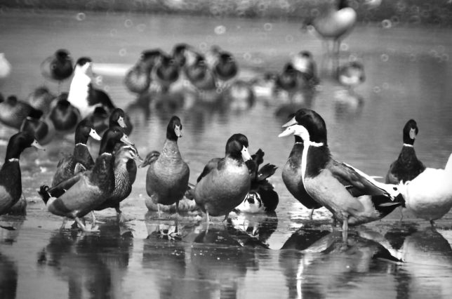 Geese stand on ice at Wintersmith Lake in Ada. Photographers will immediately recognize that this image was made with a catadioptric, or mirror, lens, which creates the doughnut-shaped out-of-focus background highlights.