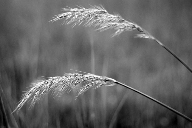 Wheatgrass waves in the breeze on a recent photowalk. 