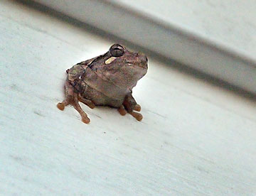The frog that appeared in the hole in the siding