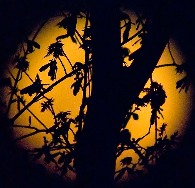 One of our maple trees silhouetted against the "supermoon" from two nights ago.