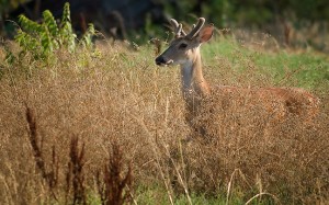 A young whitetail buck moves through our north pasture this morning.