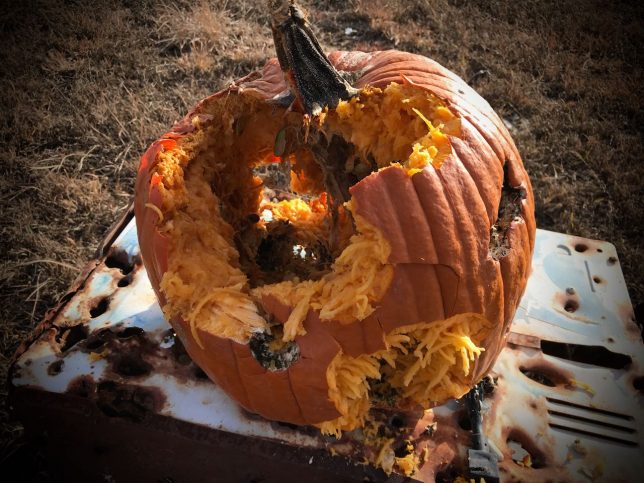 The Rona desiccated this pumpkin with the help of bullets, rain, and sunshine.