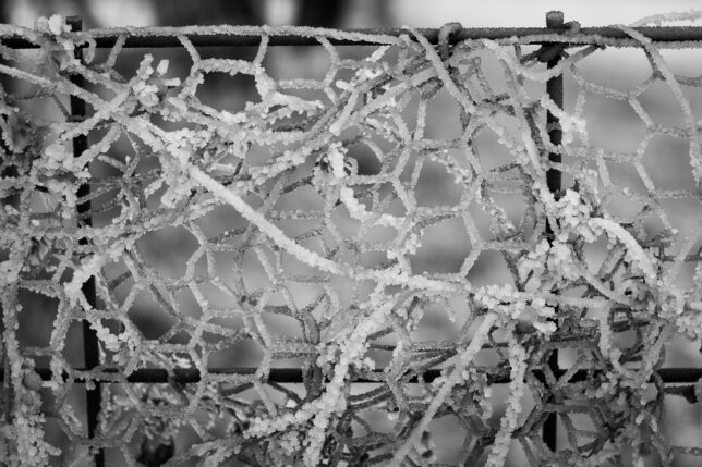 Ice on our fence reminds me of that dark winter of 1979. I photographed it with the Fujinon 55mm f/2.2 that I used to photograph that winter all those years ago.