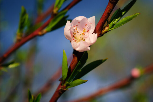 A peach blossom clings to a branch on the largest of my peach trees this evening.