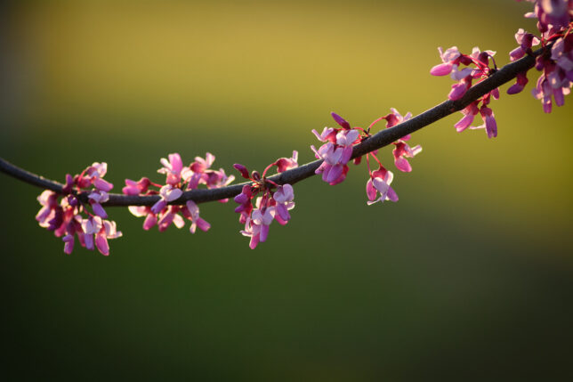 Redbud blossoms sway in the spring breeze at last light.
