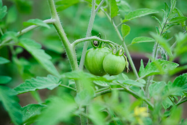 Little green tomatoes on the vine are such welcome visitors.