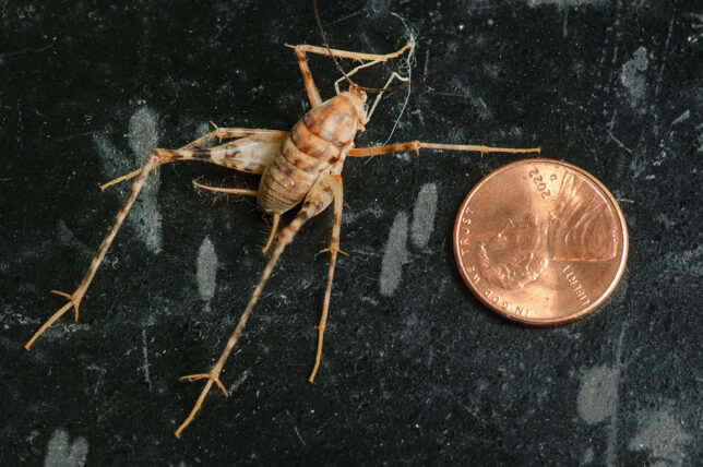 A camel cricket was nice enough to pause for a picture with a penny for scale. It is similar to a wolf spider is most respects, but because of subtle differences, it elicits a completely different response in my brain.