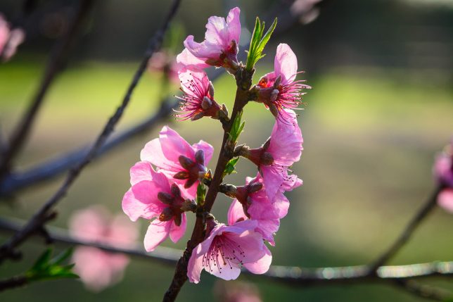 The early peach tree varieties on the patch are blooming now. We almost always have a late freeze, but even if we do, we might have peaches, plums, cherries, all three, or none at all. Even when I don't get fruit, tending my orchard is very satisfying.
