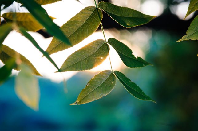 I caught the last rays of the sun making the evening extra beautiful, and photographed these walnut leaves at last light.