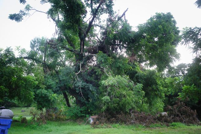 You can see that the 125-year-old black walnut tree north of the house took quite a beating in Tuesday's storm.