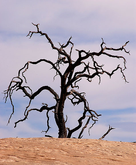 Dead Tree, Neck Spring trail, Canyonlands