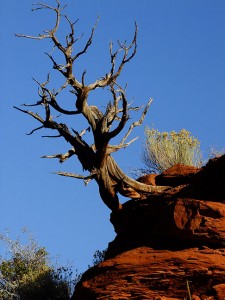 Tree and cliff, morning, Onion Creek Benches trail northeast of Moab, Utah.