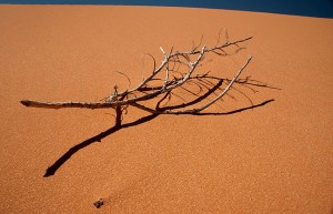 A lone branch sits on the windswept sand at Coral Pink Sand Dunes State Park, Utah.