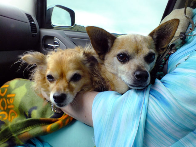 Our Chihuahuas, Sierra and Max, cozy up in Abby's lap as we make our way up NM578.